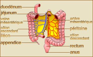 intestins